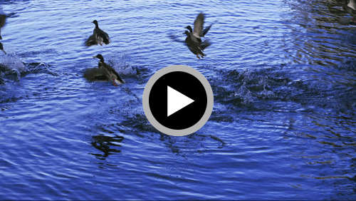 Ducks take off